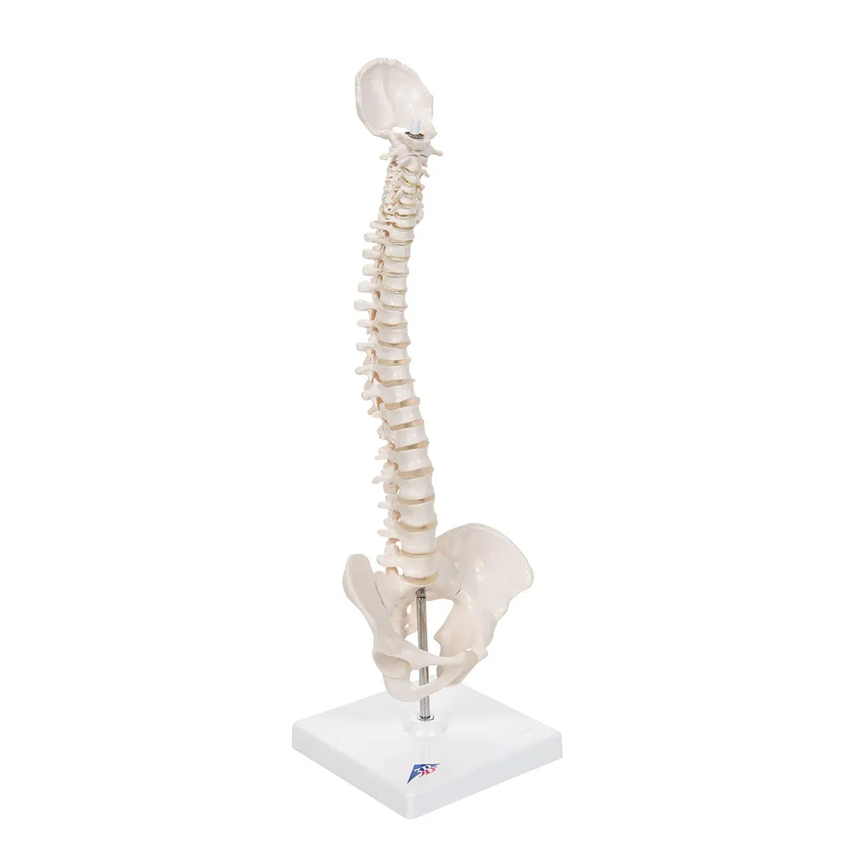 3B Scientific A18/21 Mini Human Spinal Column Model - Flexible, On Base, 17.3" Height