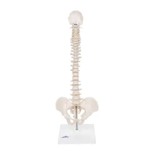 3B Scientific A18/21 Mini Human Spinal Column Model - Flexible, On Base, 17.3" Height