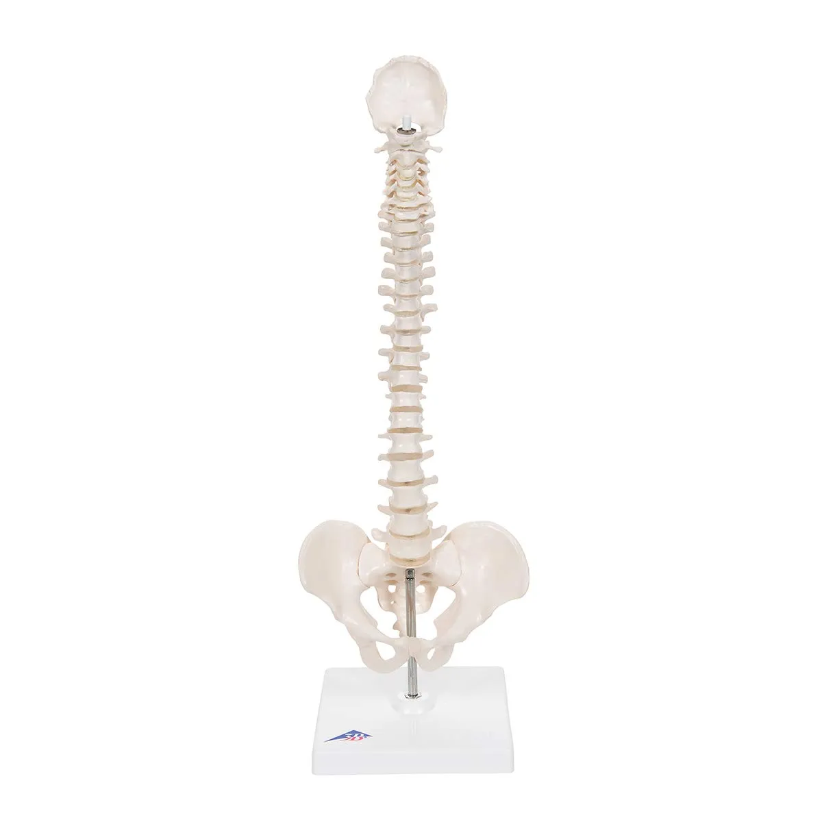 3B Scientific A18/21 Mini Human Spinal Column Model - Flexible, On Base, 17.3" Height